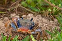 Blue_Crab_South_Padre_Island_Texas