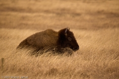 Buffalo_calf_Travis_County_Texas