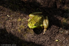 Bullfrog_Aransas_National_Wildlife_Refuge_Texas