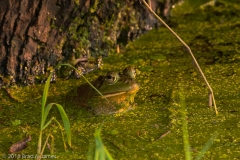 Bullfrog_Brazos_Bend_State_Park