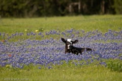 Calf_in_Bluebonnets_Brenham_Texas