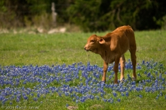 Calf_in_Bluebonnets_Standing_Brenham_Texas