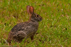 Cotton_Tailed_Rabbit_Brazos_Bend_State_Park