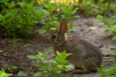 Cotton_tail_Rabbit_Baby_Laguna_Atascosa_NWR_Texas