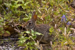 Cotton_tail_Rabbit_McKinney_Falls_State_Park_Texas