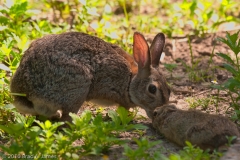 Cotton_tail_Rabbit_and_Baby_Laguna_Atascosa_NWR_Texas