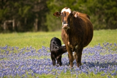 Cow_and_Calf_in_Bluebonnets_Brenham_Texas