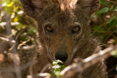 Coyote_Laguna_Atascosa_NWR_Texas