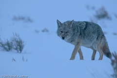 Coyote_Yellowstone