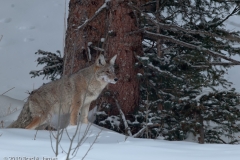 Coyote_on_the_Prowl_Yellowstone