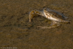 Crab_in_Sand_Flats_Mustang_Island_Texas