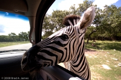 Damaraland_Zebra_Got_Anything_in_There_For_Me_Natural_Bridge_Wildlife_Ranch_Texas