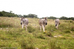 Damaraland_Zebra_Group_Natural_Bridge_Wildlife_Ranch_Texas