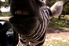 Damaraland_Zebra_Smile_Natural_Bridge_Wildlife_Ranch_Texas