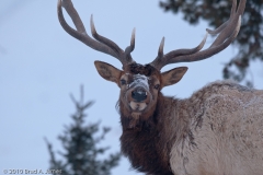 Elk_Bull_Face_Yellowstone