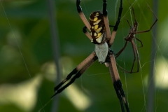 Garden_Spider_Dworaczyk_Ranch