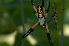 Garden_Spider_Dworaczyk_Ranch