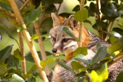 Gray_Fox_Homosassa_Springs_Florida