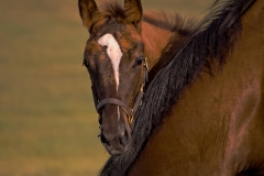 Horse_Looking_Over_Mom_Lexington_Kentucky