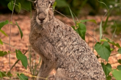 Jackrabbit_Ready_to_Bolt_South_Llano_River_State_Park