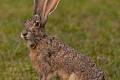 Jackrabbit_South_Llano_River_State_Park