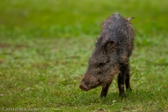 Javelina_Falcon_State_Park_Texas