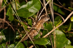 Lizard_Aransas_National_Wildlife_Refuge_Texas