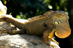 Lizard_Houston_Natural_Science_Museum