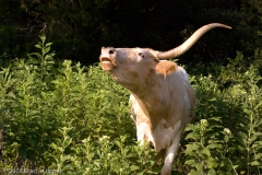 Longhorn_Bellow_Austin_Texas