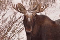 Moose_Male_Getting_the_attention_of_the_bull_photographer_feeling_like_he_s_a_little_too_close_now_Yellowstone