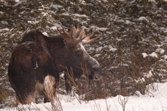 Moose_Male_Yellowstone_2