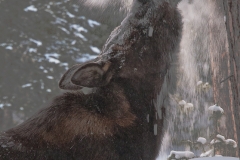 Moose_Snow_Shower_Yellowstone