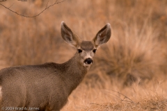 Mule_Deer_Bosque_Del_Apache_NWR_New_Mexico