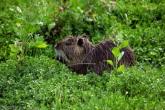 Nutria_Mustang_Island_Texas