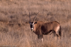 Oryx_White_Sands_National_Monument_New_Mexico