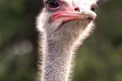 Ostrich_w_attitude