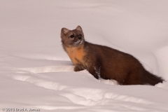 Pine_Marten_Moving_Across_the_Snow_and_Stops_Yellowstone