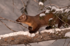 Pine_Marten_on_the_Move_Yellowstone