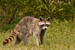 Raccoon_Brazos_Bend_State_Park_Texas