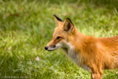 Red_Fox_Homosassa_Springs_Florida