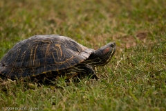 Red_eared_Slider_Turtle_Brazos_Bend_State_Park_Texas_1