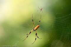 Spiders_Brazos_Bend_State_Park_Texas