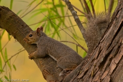 Squirrel_Chilling_Brazos_Bend_State_Park