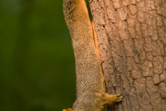 Squirrel_Falcon_State_Park_Texas