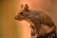 Squirrel_Homosassa_Springs_Florida