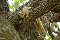 Squirrel_Record_Heat_Austin_Texas