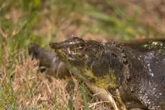 Texas_Spiny_Softshell_Turtle_Brazos_Bend_State_Park_Texas