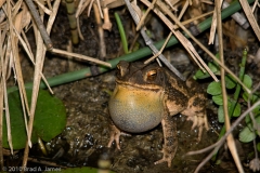 Toad_Backyard_Pond_at_Night