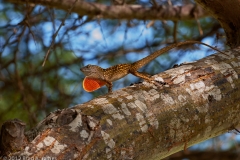 Tree_Lizard_Port_Aransas_Texas