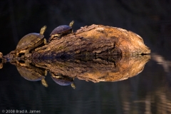 Turtles_Mirrored_St_Edwards_Park_Austin_Texas